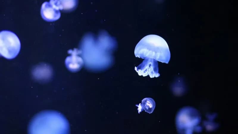 Скрытый океанический мир, помогающий регулировать наш климат